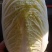精品矮颗娃娃菜，半毛菜，净菜加工，全国接单，全国发货。