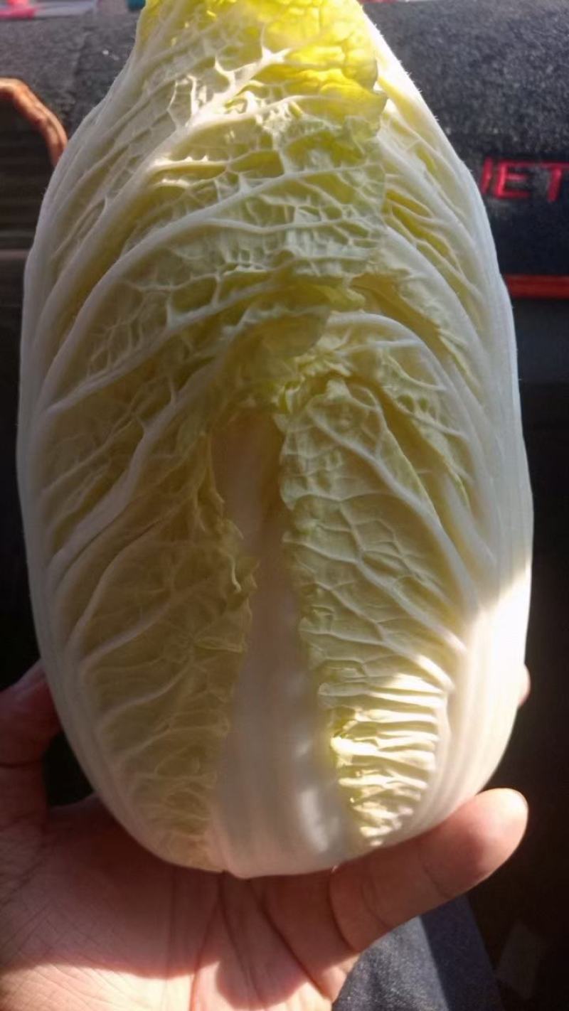 精品矮颗娃娃菜，半毛菜，净菜加工，全国接单，全国发货。