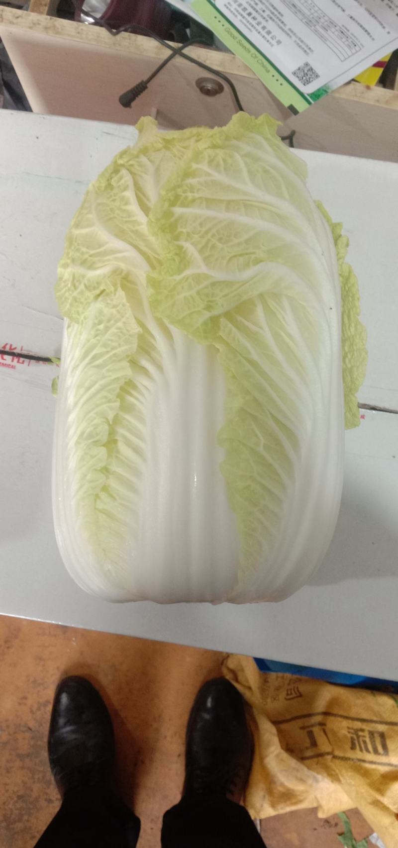 精品矮颗娃娃菜，半毛菜，净菜加工，全国接单，全国发货。