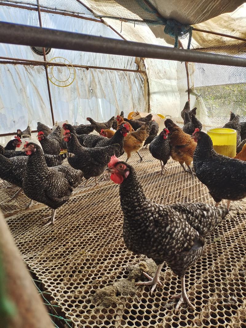 芦花鸡养殖场供应成年下蛋芦花鸡