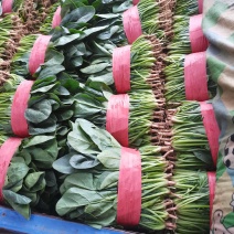 河南黑叶菠菜，20一25公分，全国代发，可以实地看货