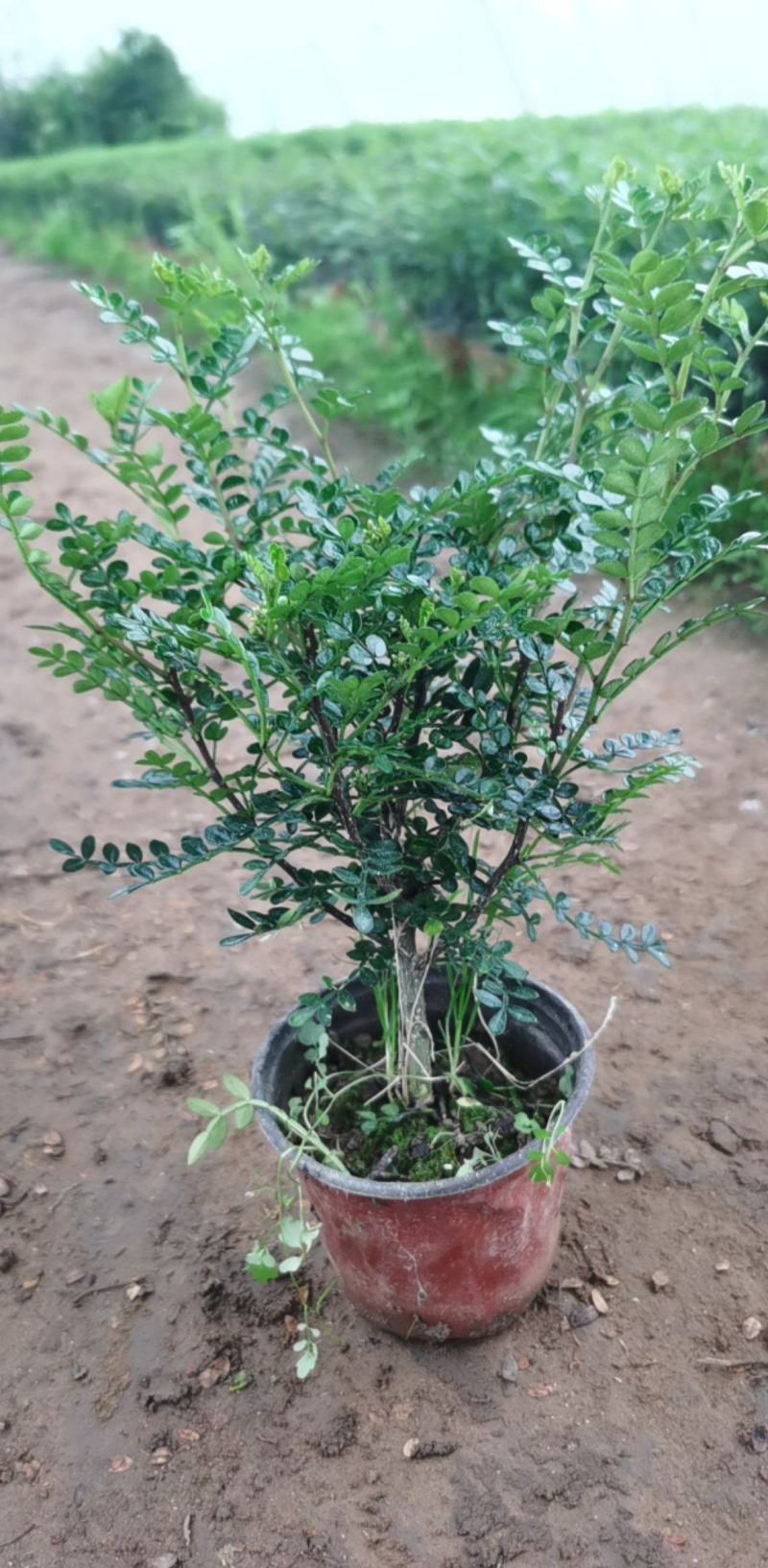 清香木，耐阴适应性强，山东发货，自产自销。