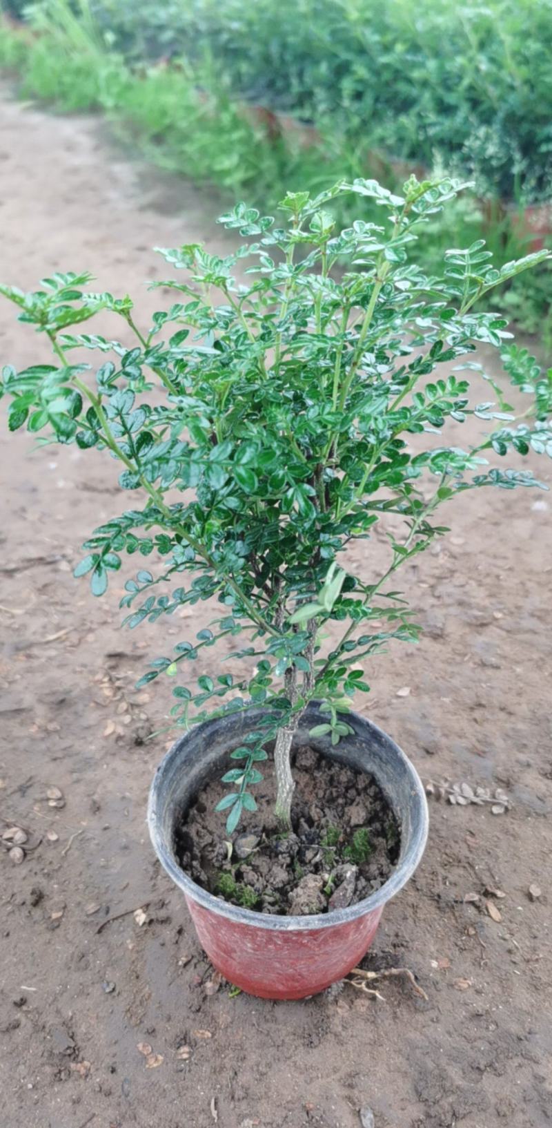 清香木，耐阴适应性强，山东发货，自产自销。