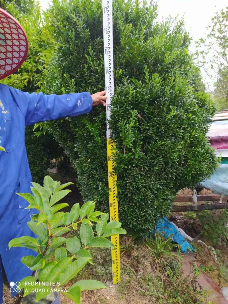 瓜子黄杨