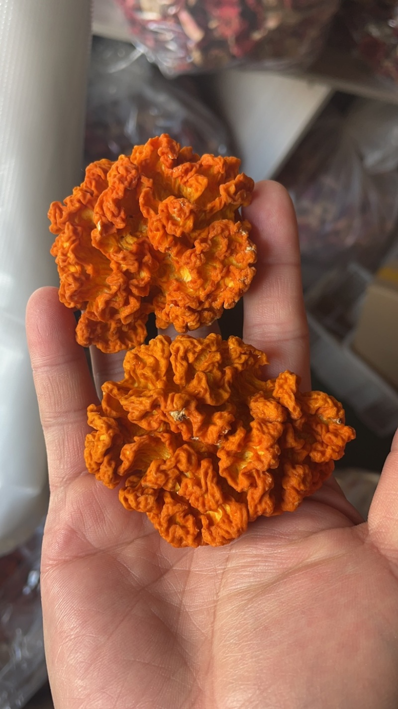 椴木金耳金耳干货云南特产金耳