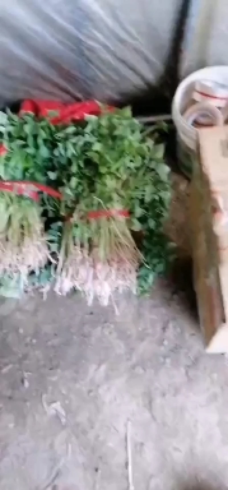 大家好，红薯苗预订中，品种多，保质量，合作共赢一亩田平台