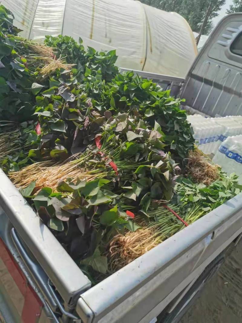 大家好，红薯苗预订中，品种多，保质量，合作共赢一亩田平台
