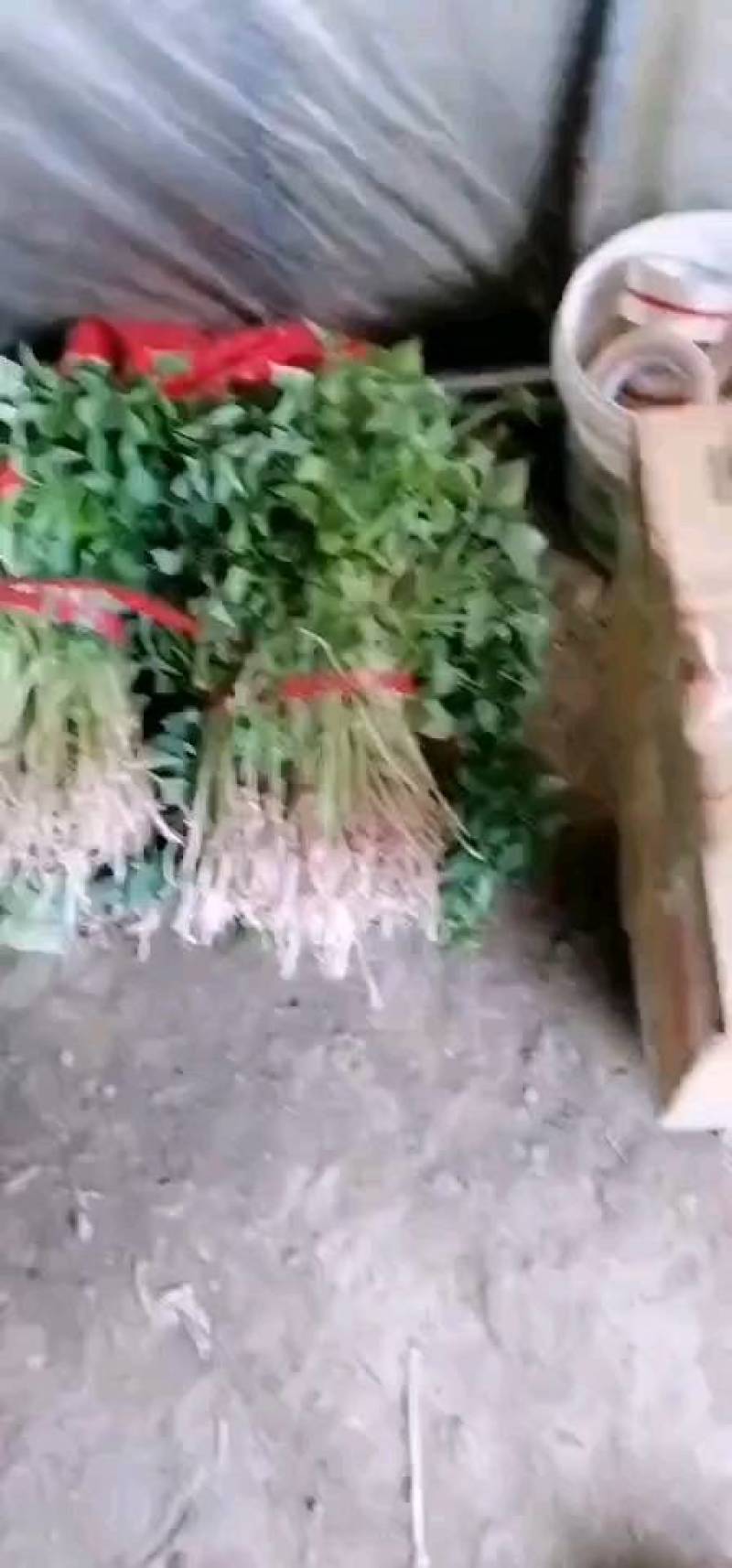 大家好，红薯苗预订中，品种多，保质量，合作共赢一亩田平台