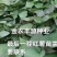 大家好，红薯苗预订中，品种多，保质量，合作共赢一亩田平台