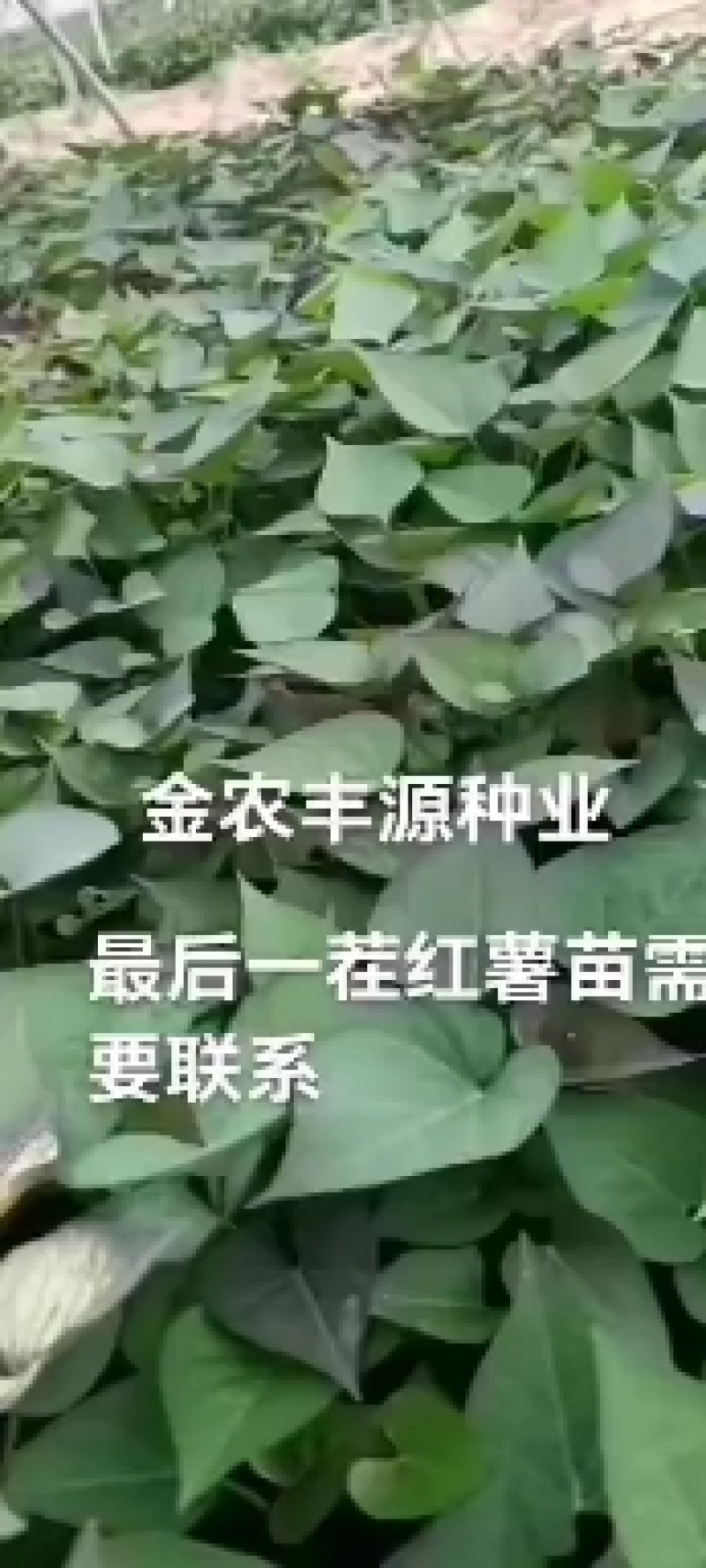 大家好，红薯苗预订中，品种多，保质量，合作共赢一亩田平台