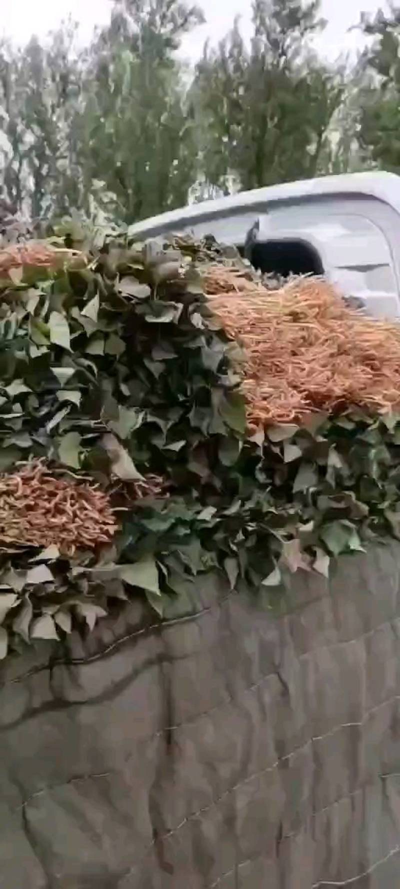 大家好，红薯苗预订中，品种多，保质量，合作共赢一亩田平台