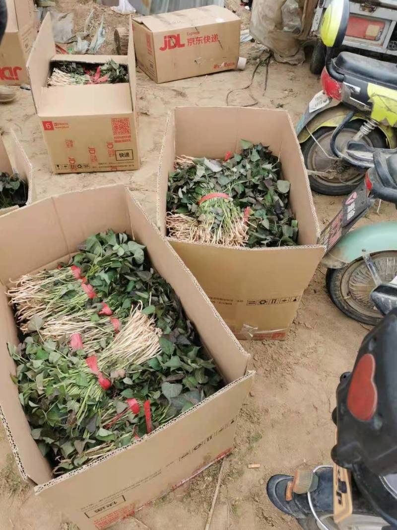 大家好，红薯苗预订中，品种多，保质量，合作共赢一亩田平台