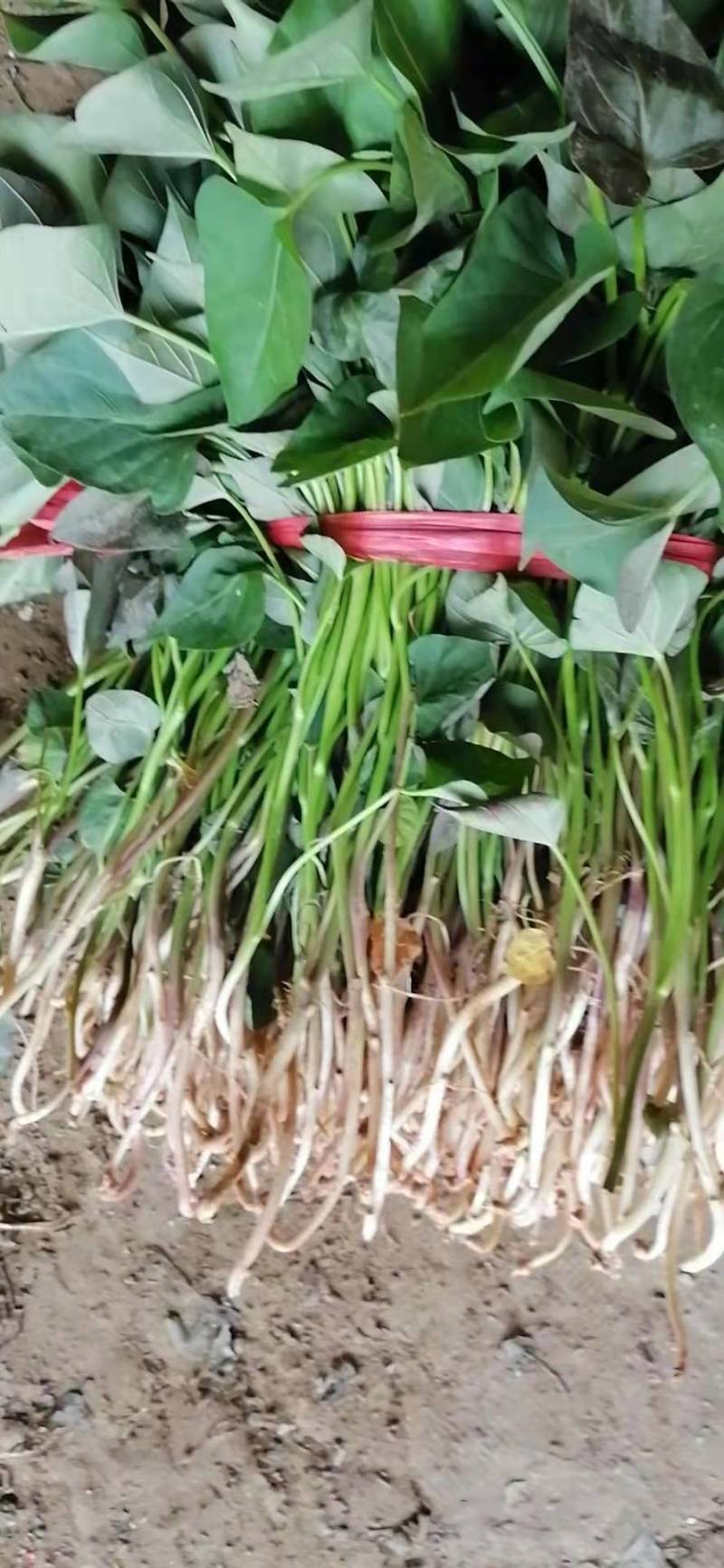 大家好，红薯苗预订中，品种多，保质量，合作共赢一亩田平台