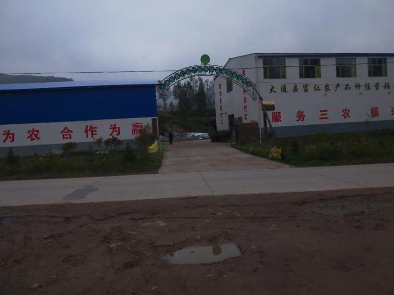 青海青薯9号土豆大量上市，品质保证，量大从优，欢迎采购