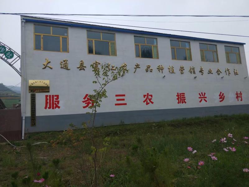 青海青薯9号土豆大量上市，品质保证，量大从优，欢迎采购