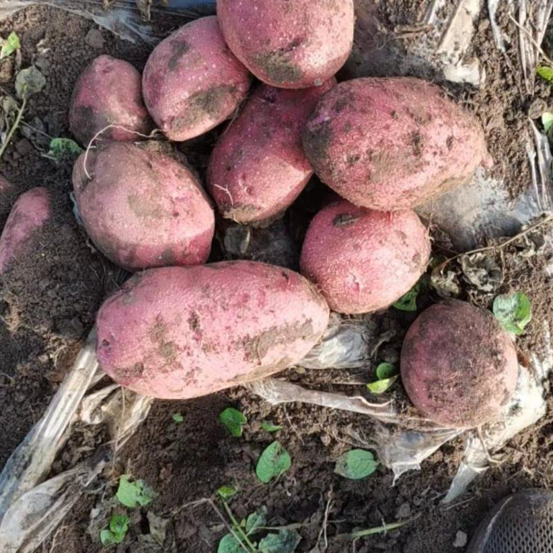 青海青薯9号土豆大量上市，品质保证，量大从优，欢迎采购