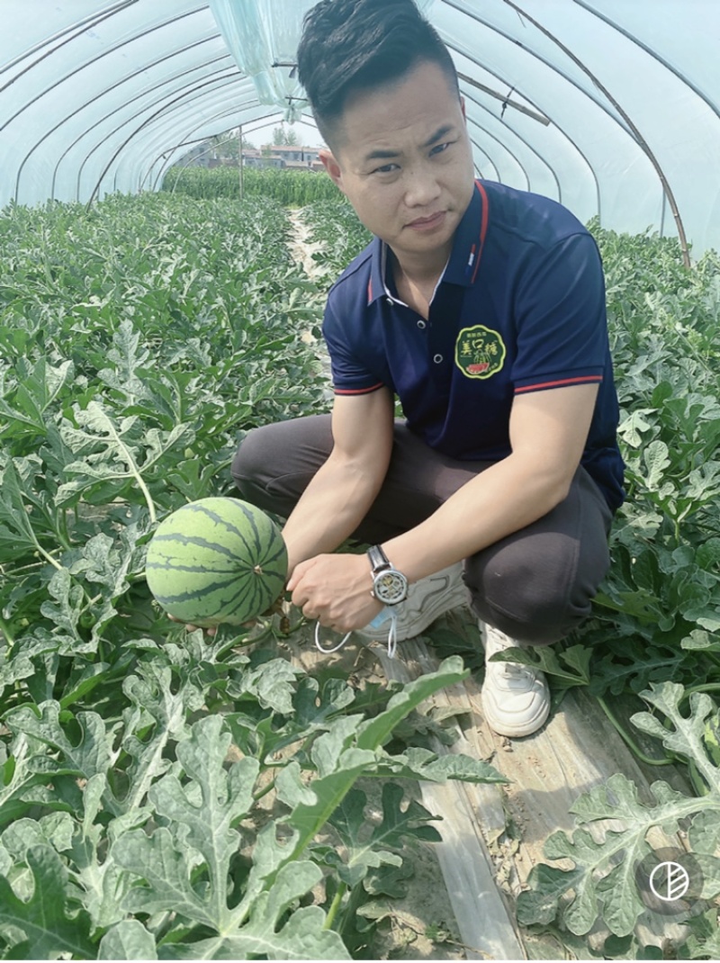 云南勐遮头茬无籽美都西瓜大棚头茬无籽对接商超电商