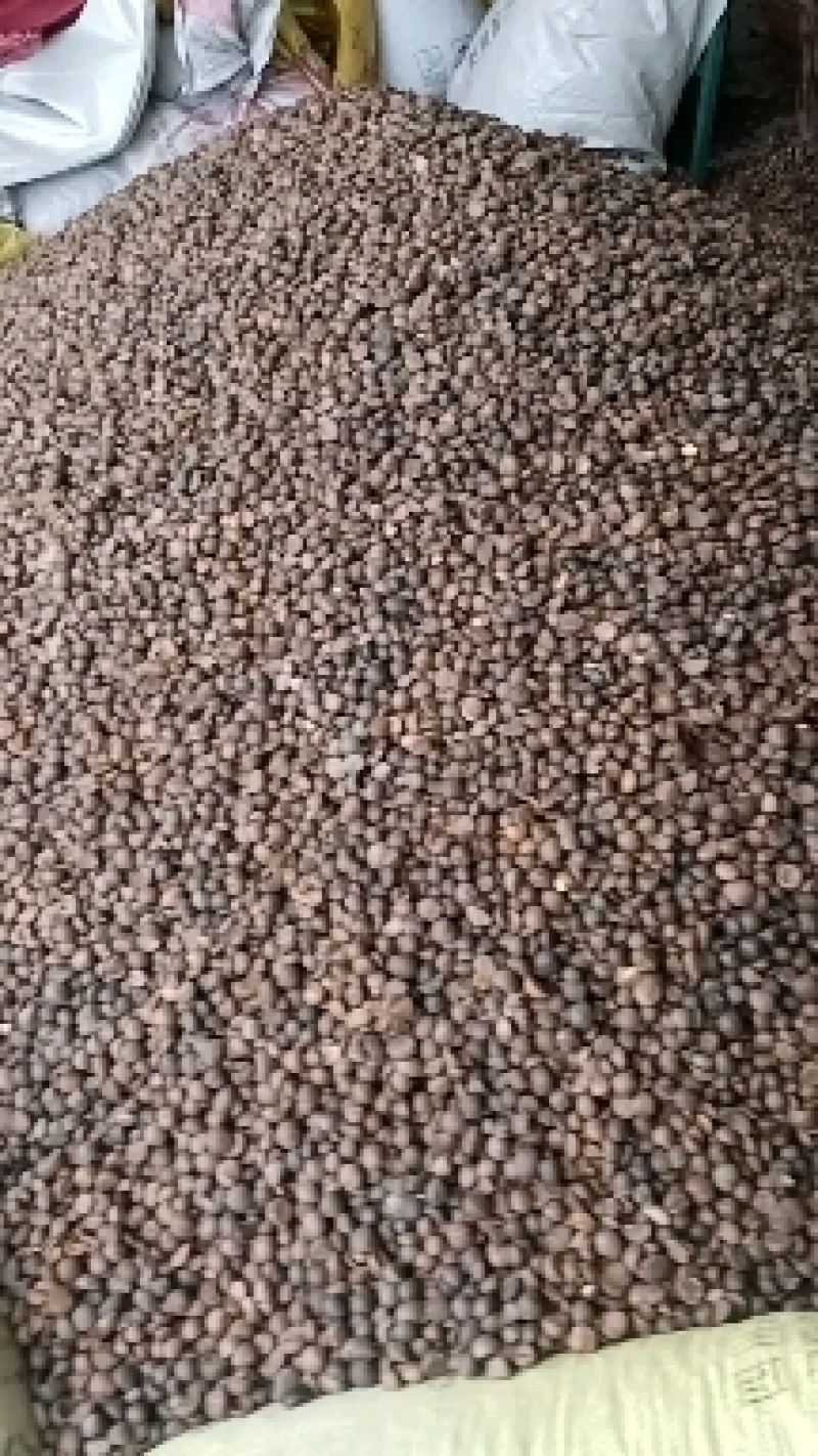 广西百色市凌云县野生山茶籽大量现货走货中，欢迎来电咨询