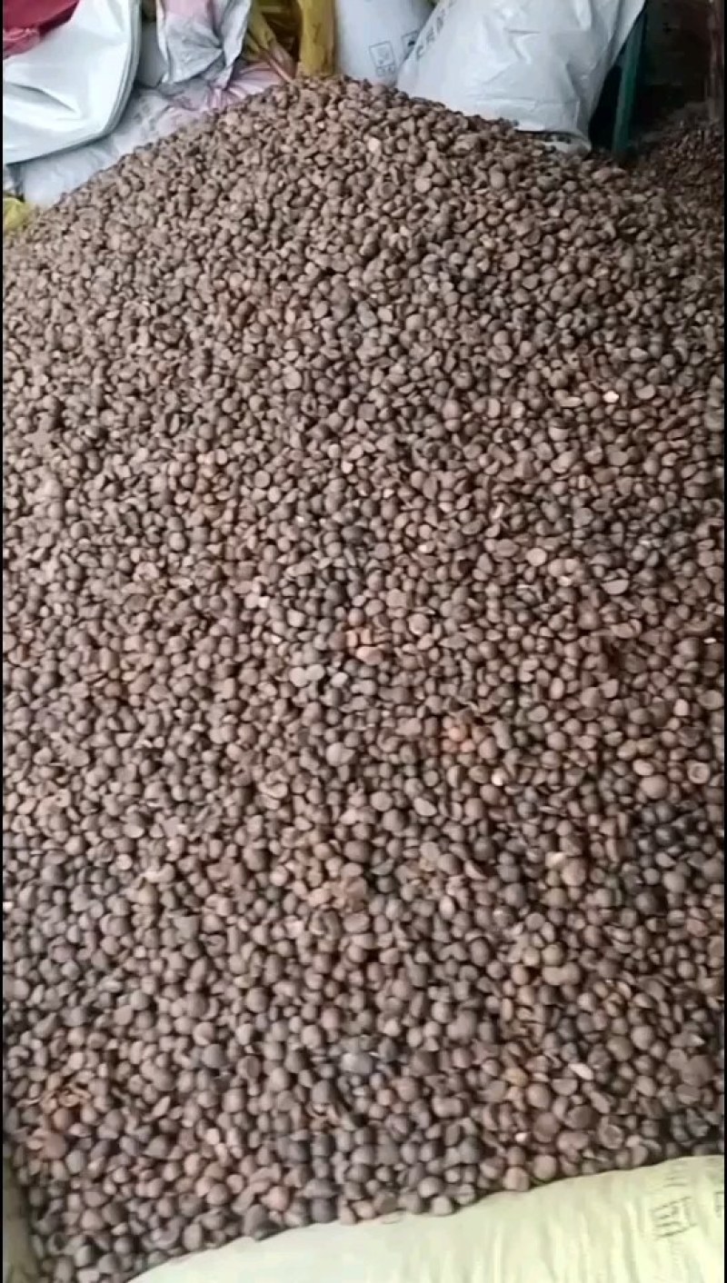 广西百色市凌云县野生山茶籽大量现货走货中，欢迎来电咨询