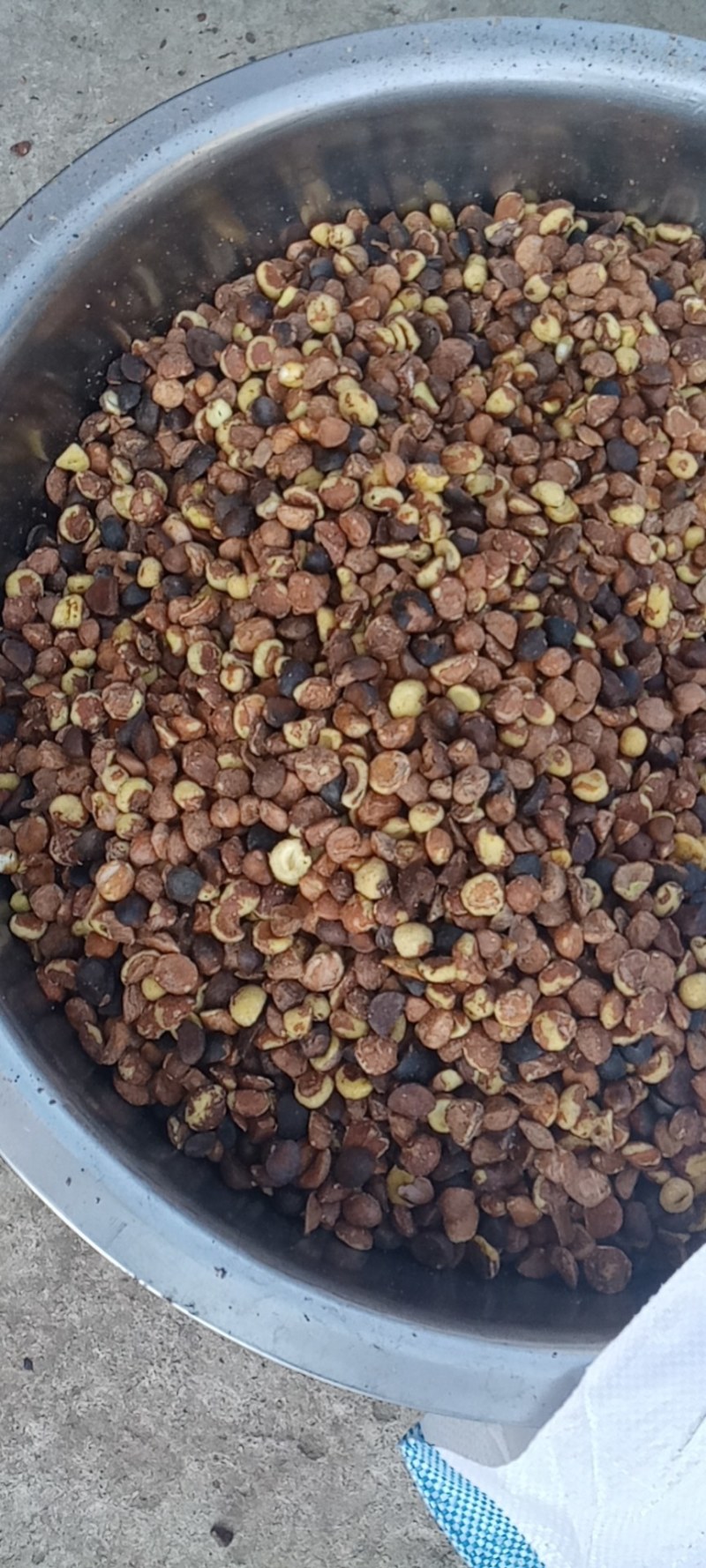 广西百色市凌云县野生山茶籽大量现货走货中，欢迎来电咨询