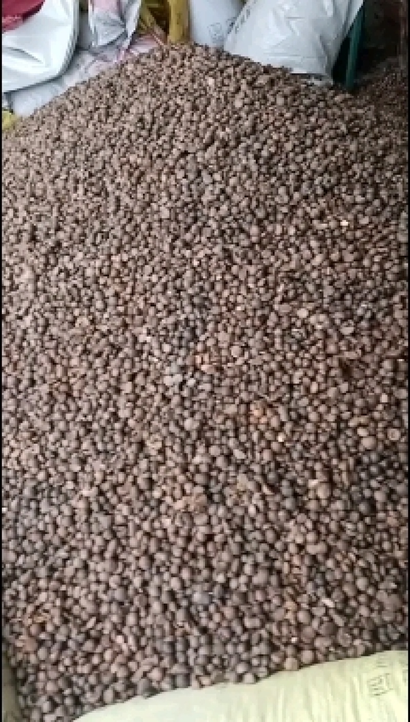 广西百色市凌云县野生山茶籽大量现货走货中，欢迎来电咨询