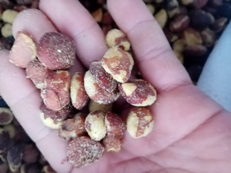 广西百色市凌云县野生山茶籽大量现货走货中，欢迎来电咨询