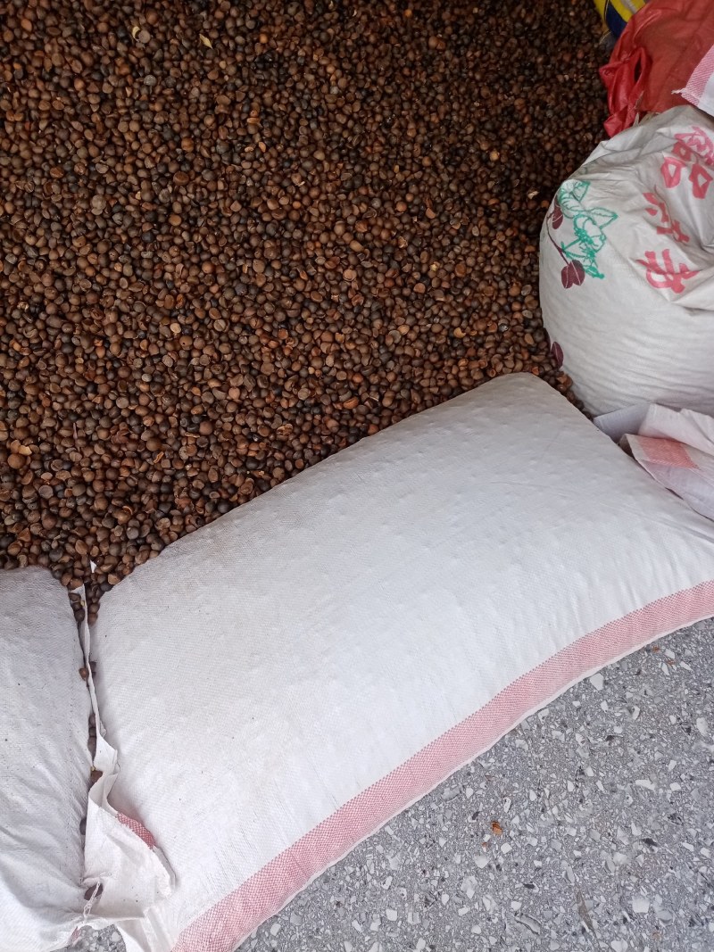 广西百色市凌云县野生山茶籽大量现货走货中，欢迎来电咨询