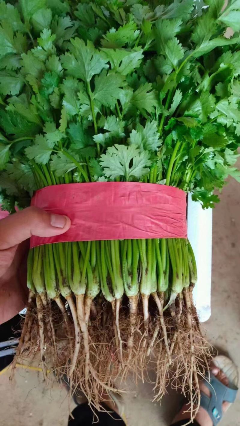 香菜小叶大叶铁杆香菜规格齐全商超配车代发全国