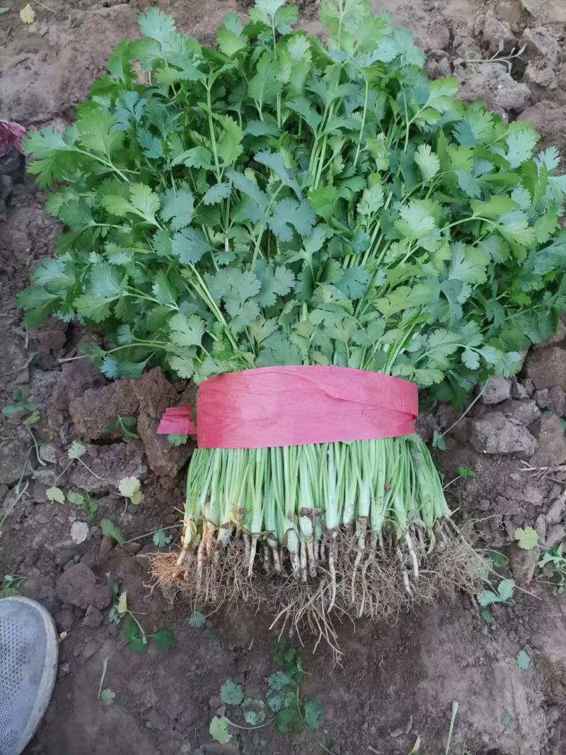 香菜小叶大叶铁杆香菜规格齐全商超配车代发全国