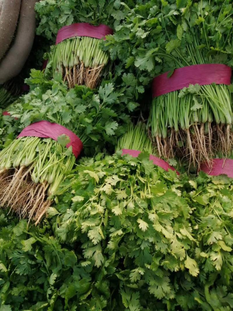 香菜小叶大叶铁杆香菜规格齐全商超配车代发全国