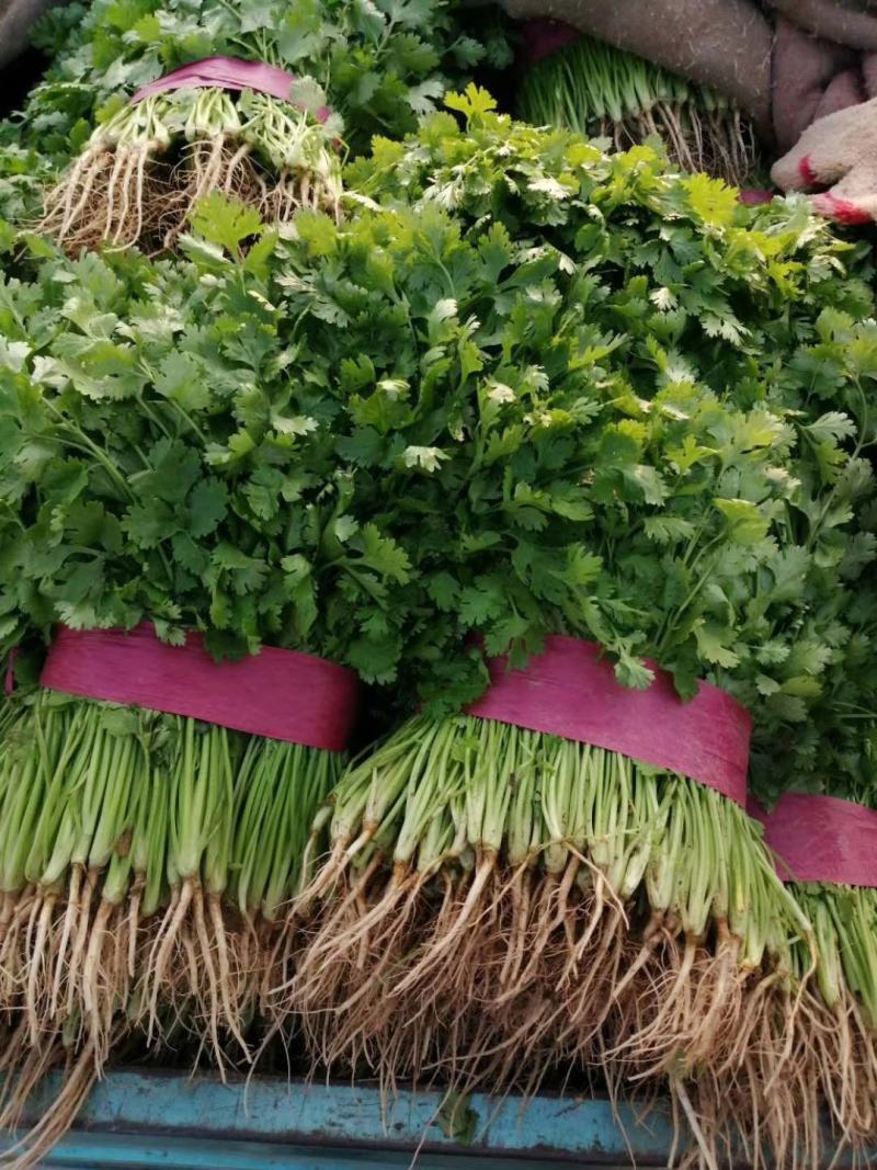 香菜小叶大叶铁杆香菜规格齐全商超配车代发全国