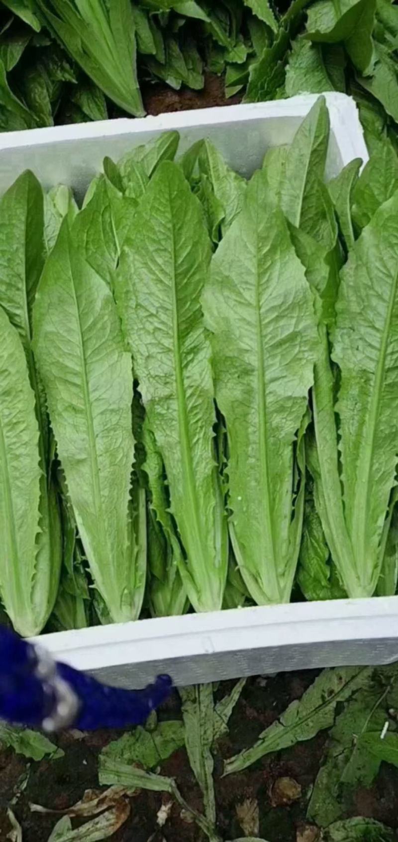 油麦菜小油麦菜永年蔬菜商超配车社区团购代收代发