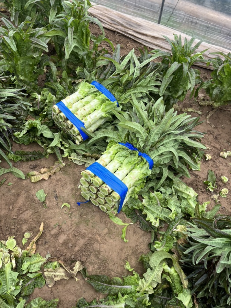 红尖叶莴笋绿皮青肉莴苣一手货源万亩基地现货供应