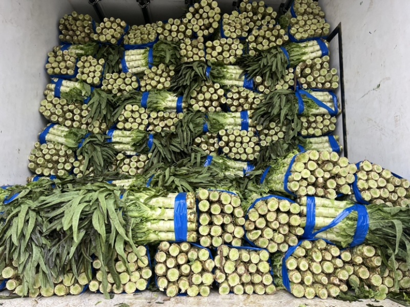 红尖叶莴笋绿皮青肉莴苣一手货源万亩基地现货供应
