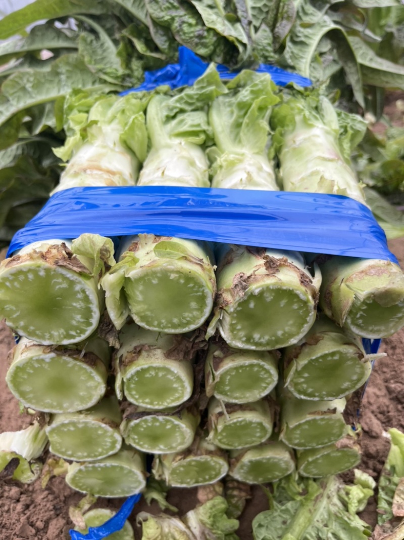 红尖叶莴笋绿皮青肉莴苣一手货源万亩基地现货供应