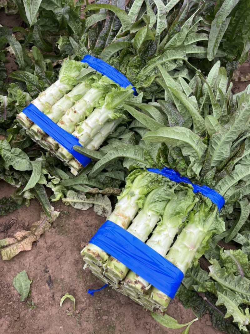 红尖叶莴笋绿皮青肉莴苣一手货源万亩基地现货供应