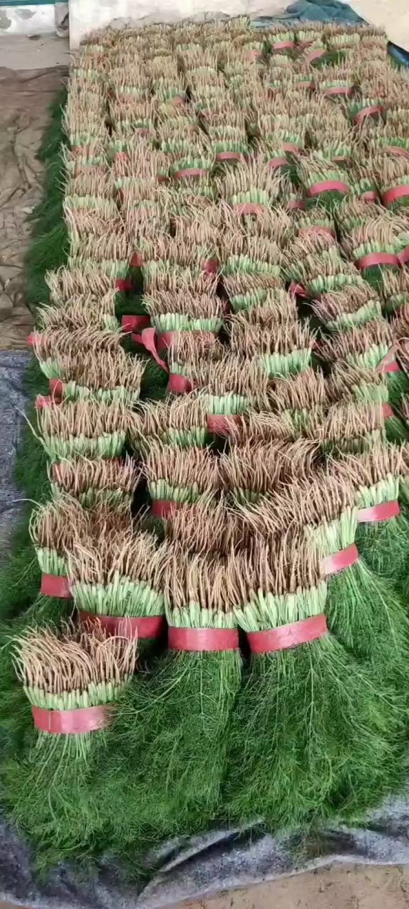 小茴香河北小茴香品质好价格低商超配车社区团购