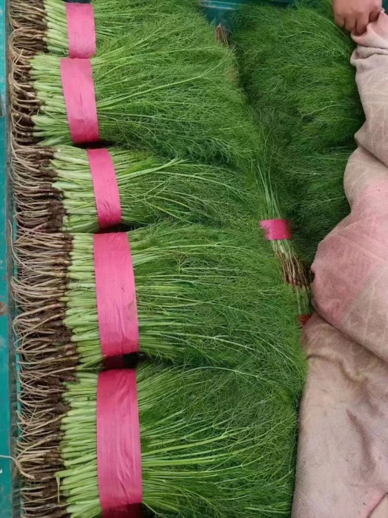 小茴香河北小茴香品质好价格低商超配车社区团购