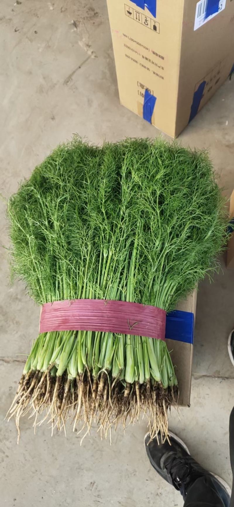 小茴香河北小茴香品质好价格低商超配车社区团购