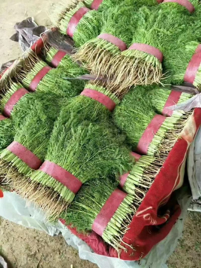 小茴香河北小茴香品质好价格低商超配车社区团购