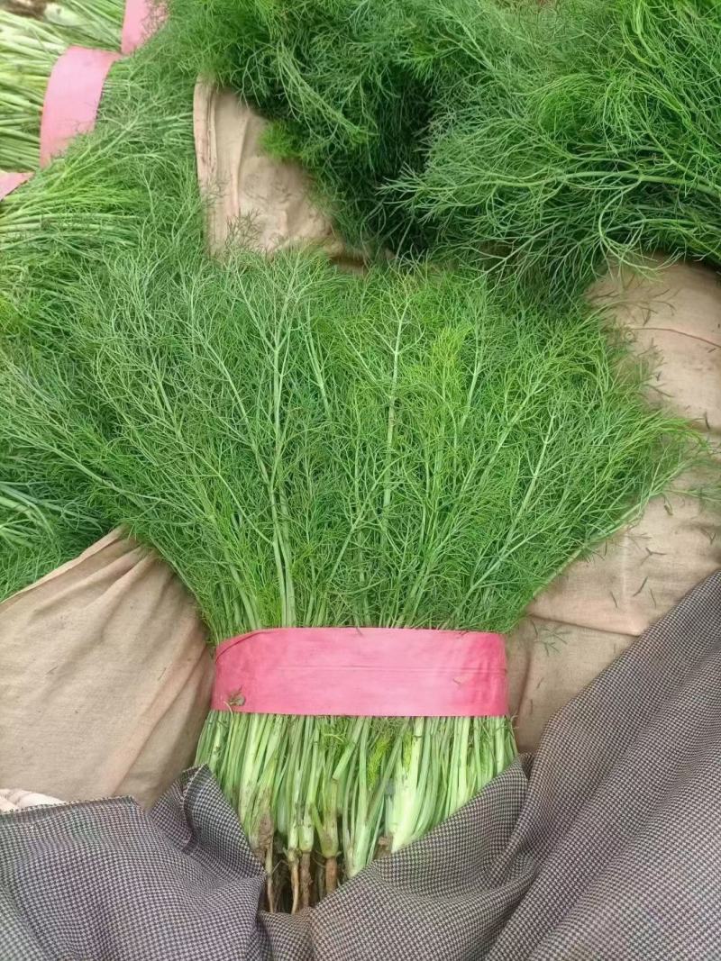 小茴香河北小茴香品质好价格低商超配车社区团购
