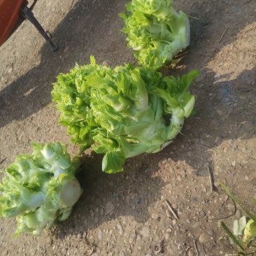 儿菜