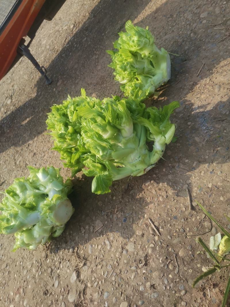 儿菜