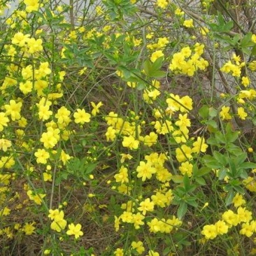 迎夏苗