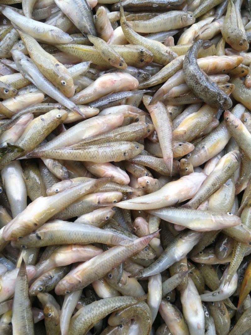 山坑鱼，山根鱼，小黄鱼，一手货源
