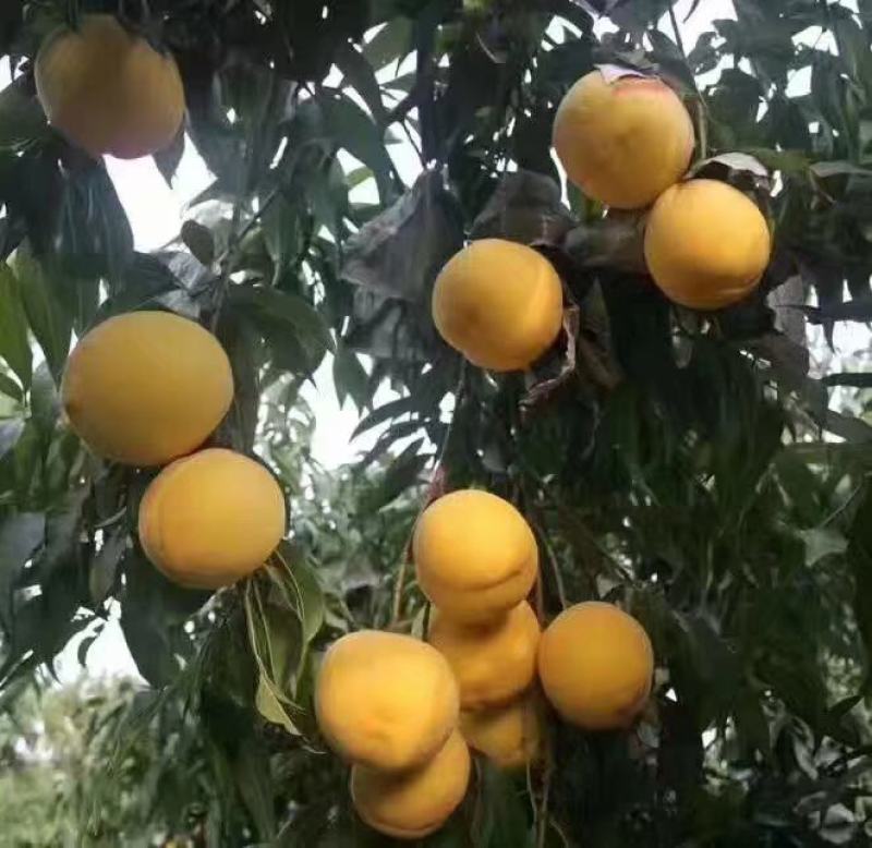 黄桃苗，品种桃树苗，品种多，质量好，需要联系