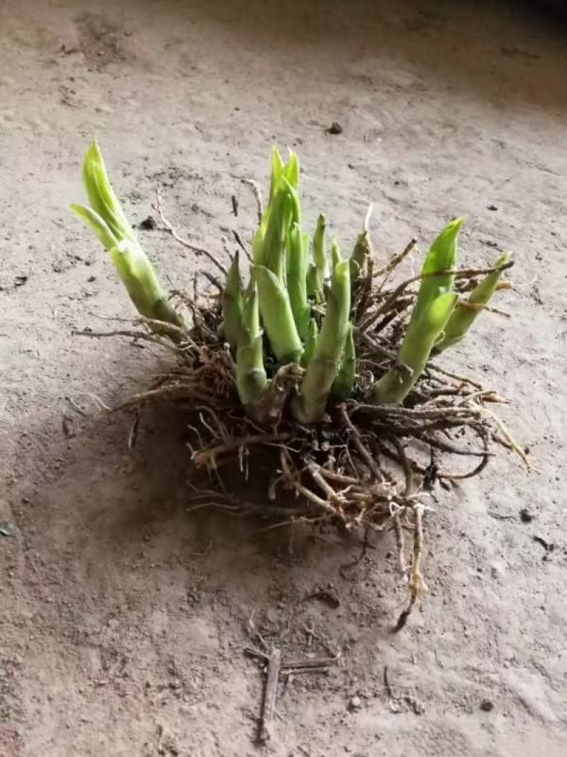 玉龙草