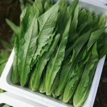精品油麦菜，大量有货，需要的老板下单联系我，支持各种包装