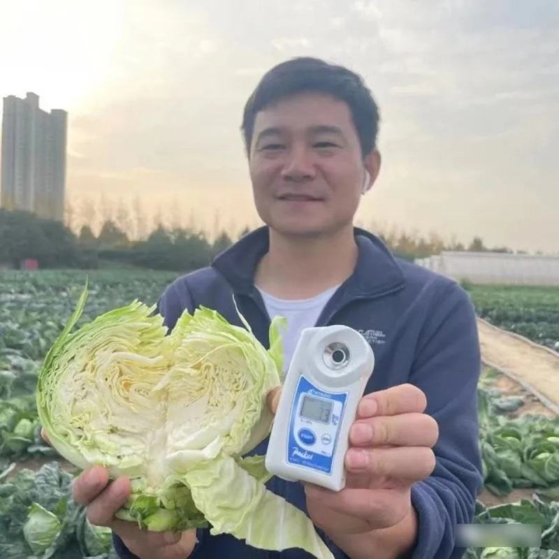 豫艺水果甘蓝种子口感甜脆扁圆形包菜种子莲花白种子扁包菜