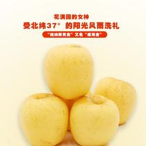 【黄金维纳斯】威海金苹果一件代发基地发货